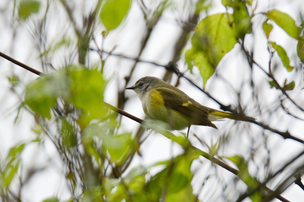 American Redstart - ML620754626