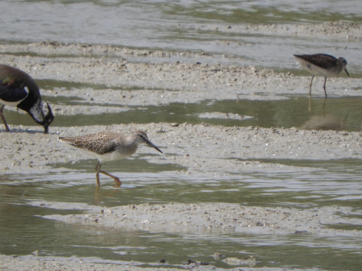 Wood Sandpiper - ML620754650