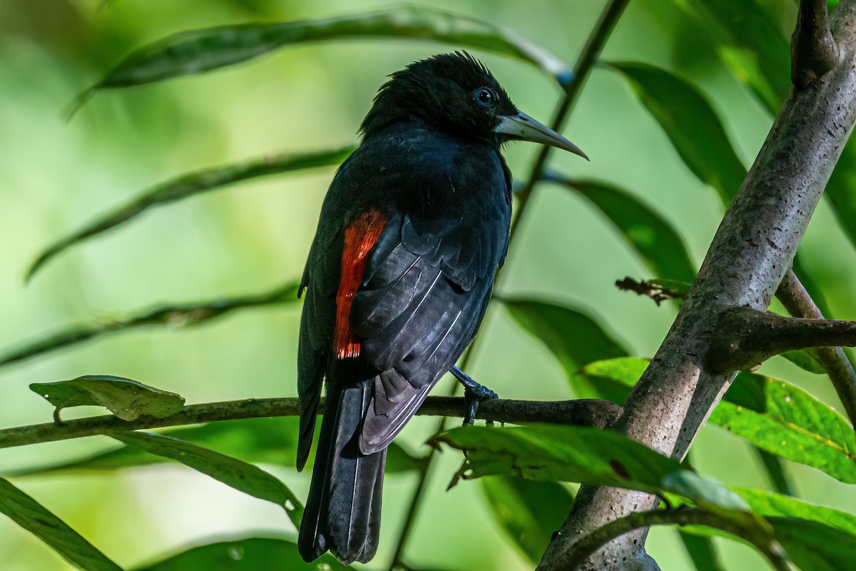 Red-rumped Cacique - ML620754651