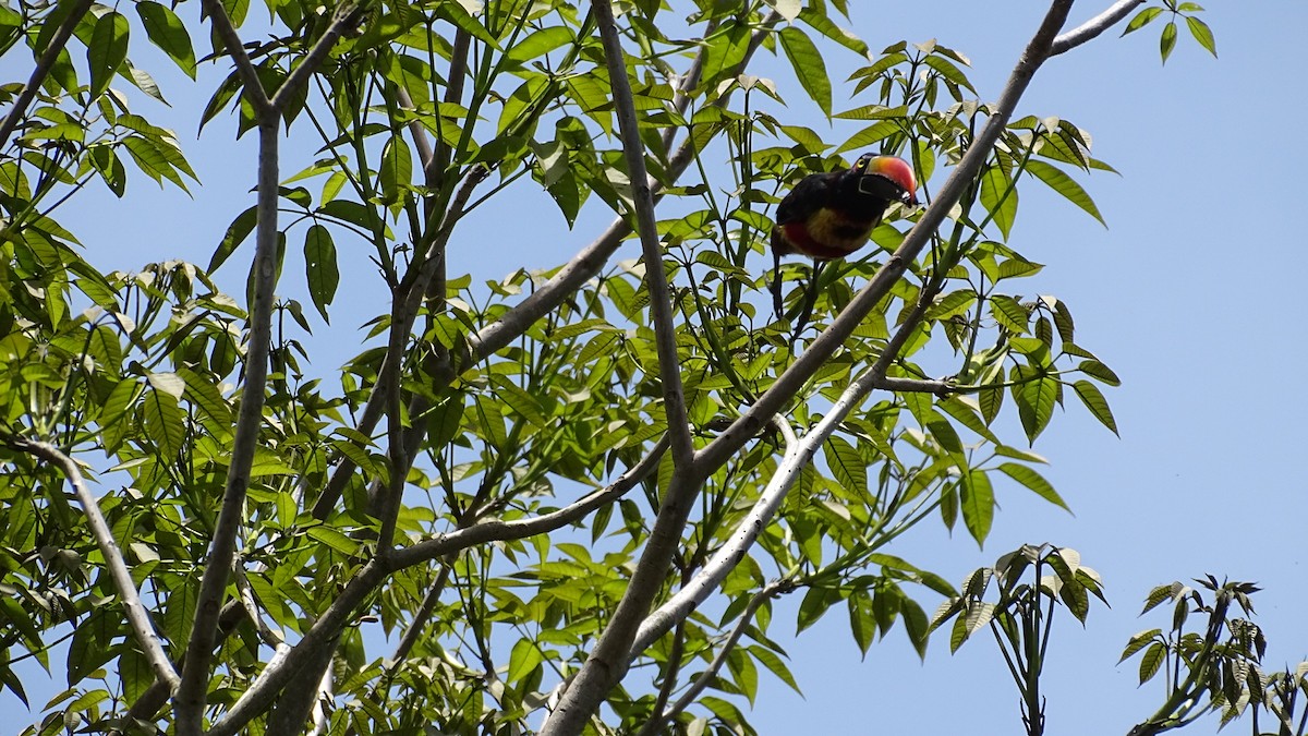 Fiery-billed Aracari - ML620754653