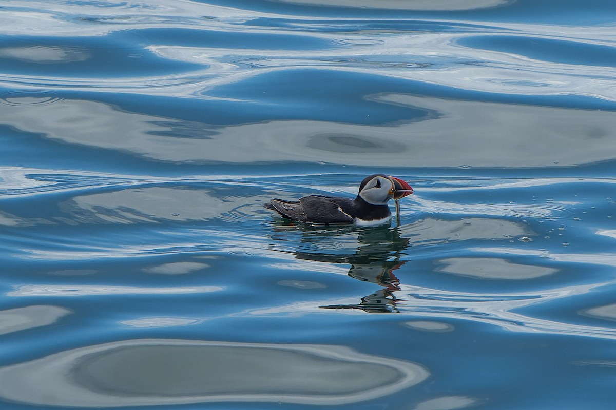 Atlantic Puffin - Carsten Stiller