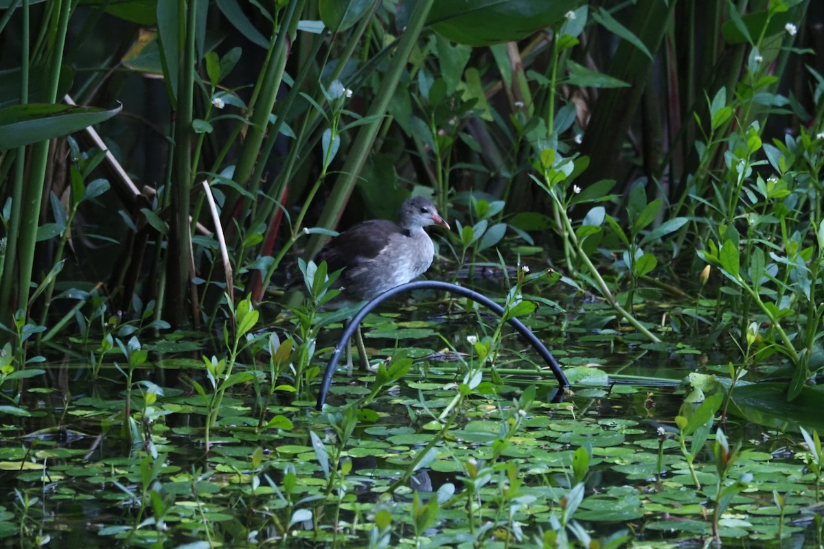 Eurasian Moorhen - ML620754685