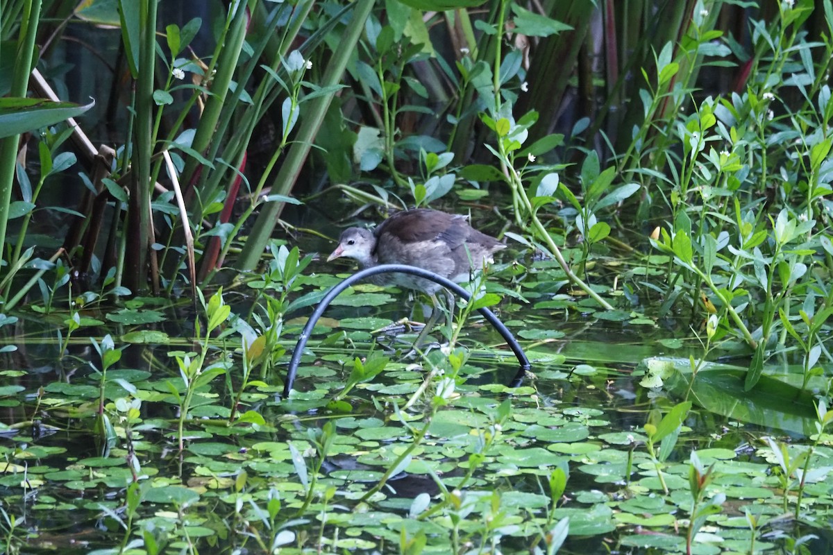 Eurasian Moorhen - ML620754686