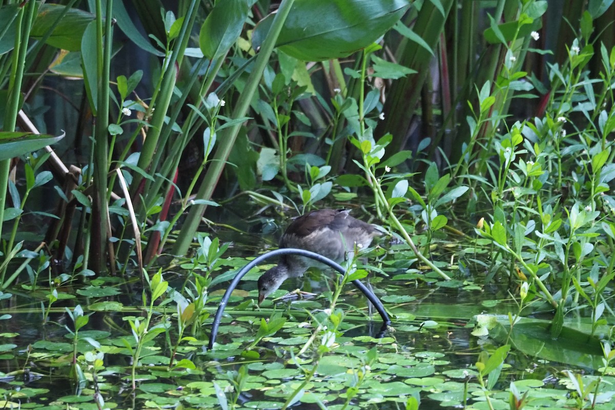 Eurasian Moorhen - ML620754687