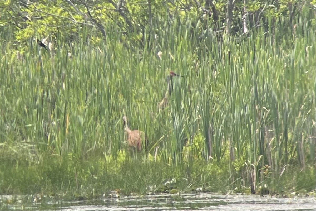 Sandhill Crane (tabida/rowani) - ML620754707