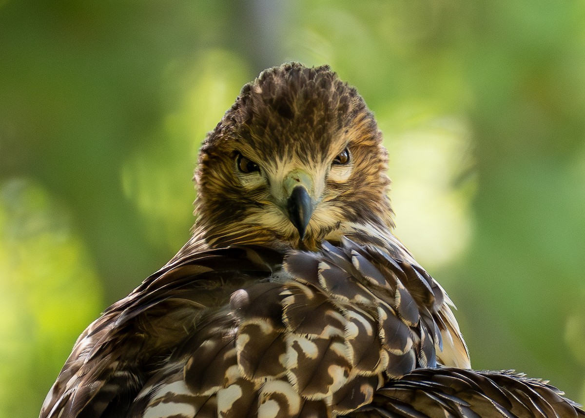 Red-tailed Hawk - ML620754724