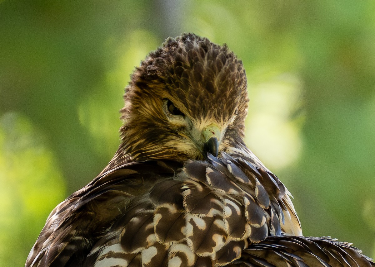 Red-tailed Hawk - ML620754725