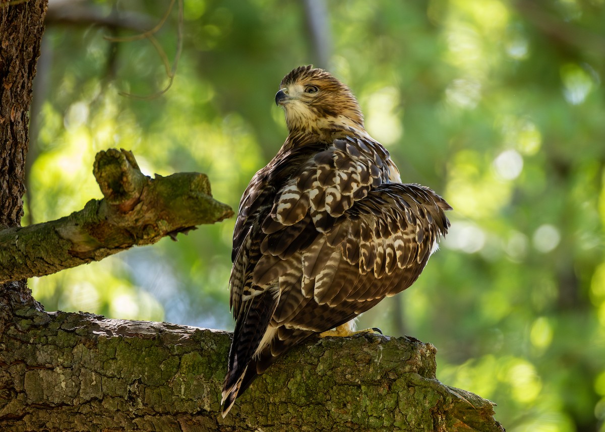Red-tailed Hawk - ML620754726