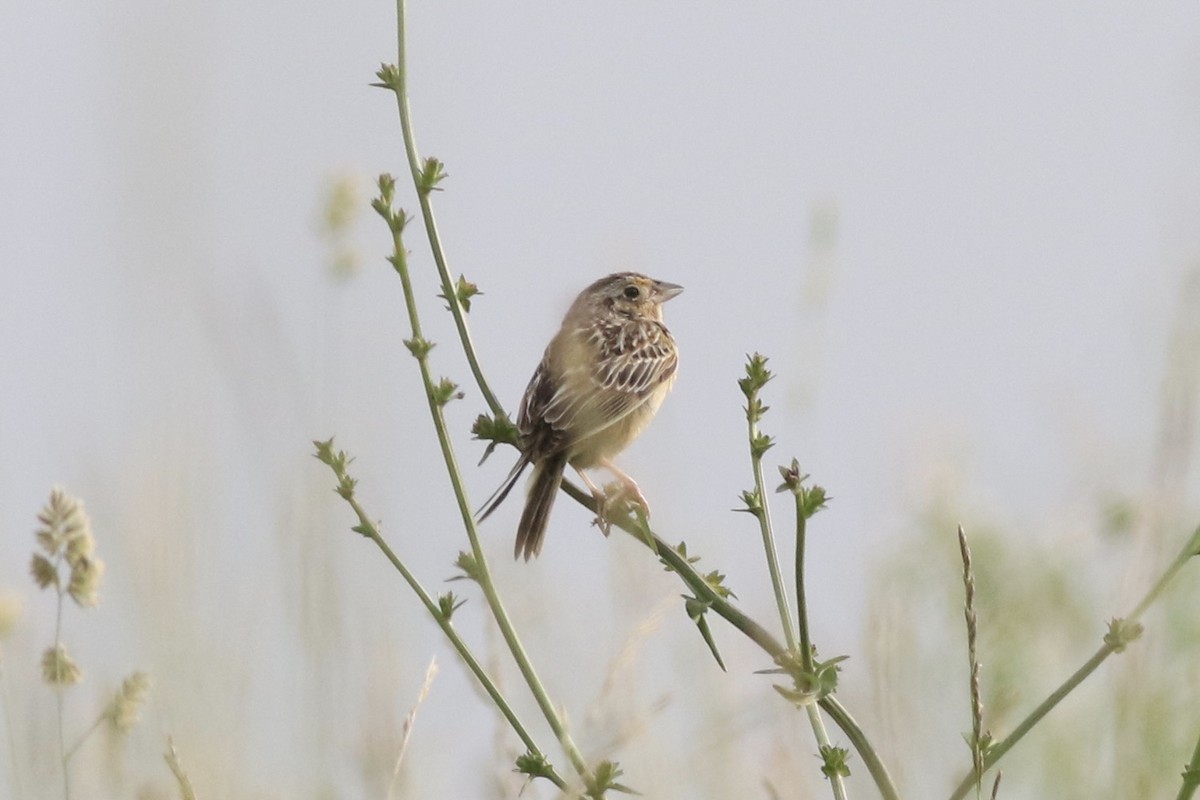 Grasshopper Sparrow - ML620754738