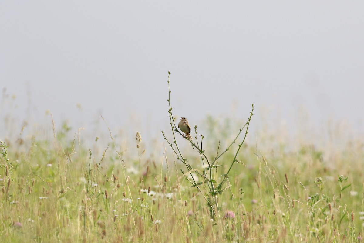 Grasshopper Sparrow - ML620754744