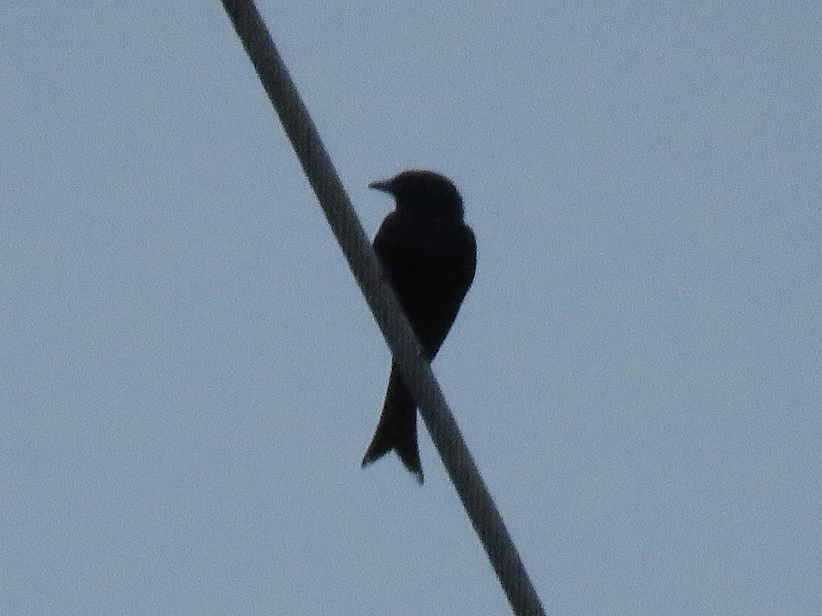 Fork-tailed Drongo - ML620754765