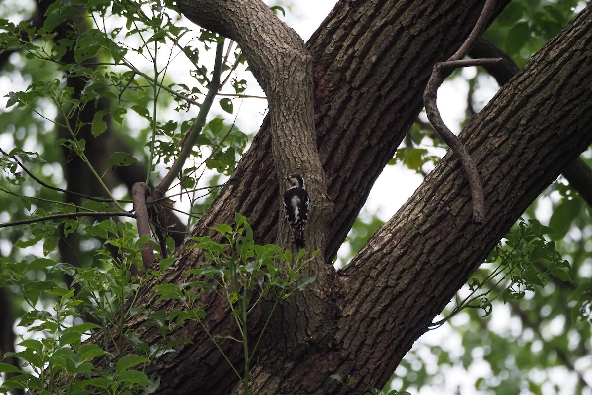 Gray-capped Pygmy Woodpecker - ML620754767