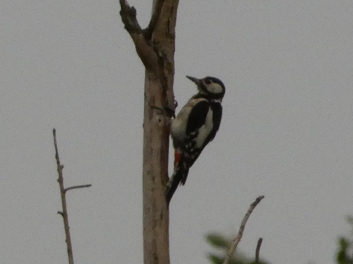 Great Spotted Woodpecker - Михаило Тепавчевић