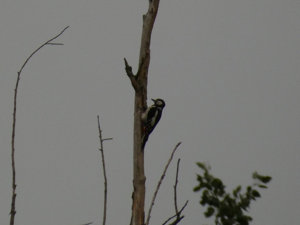 Great Spotted Woodpecker - ML620754774