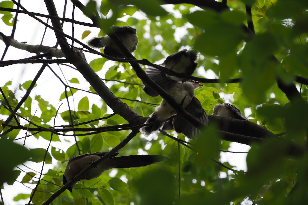 Azure-winged Magpie - ML620754779