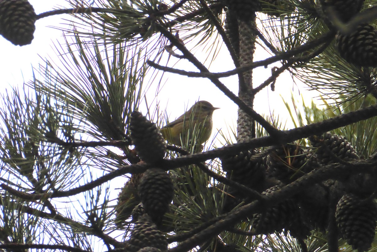 Palm Warbler (Western) - ML620754786