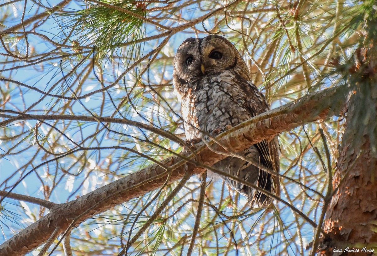 Tawny Owl - ML620754801