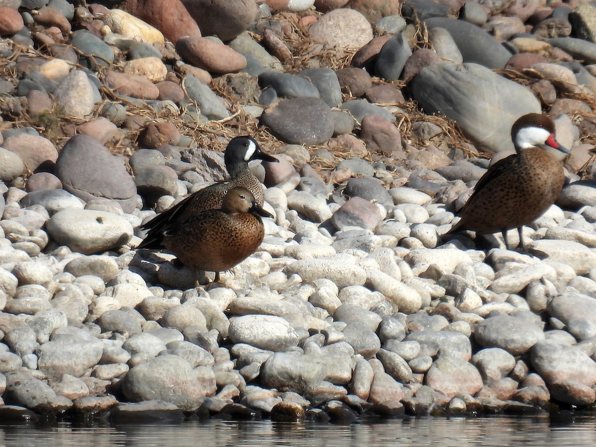 Blue-winged Teal - ML620754803