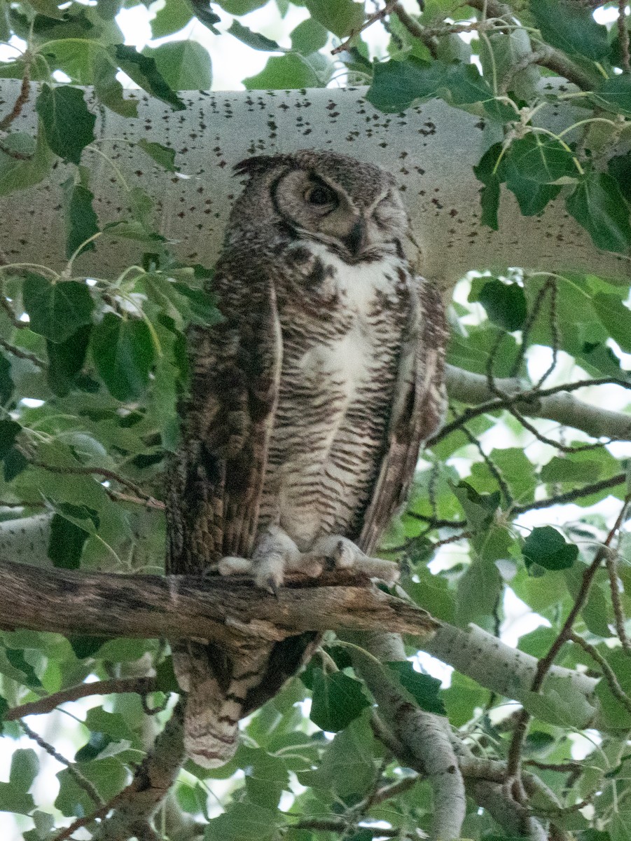 Great Horned Owl - ML620754823