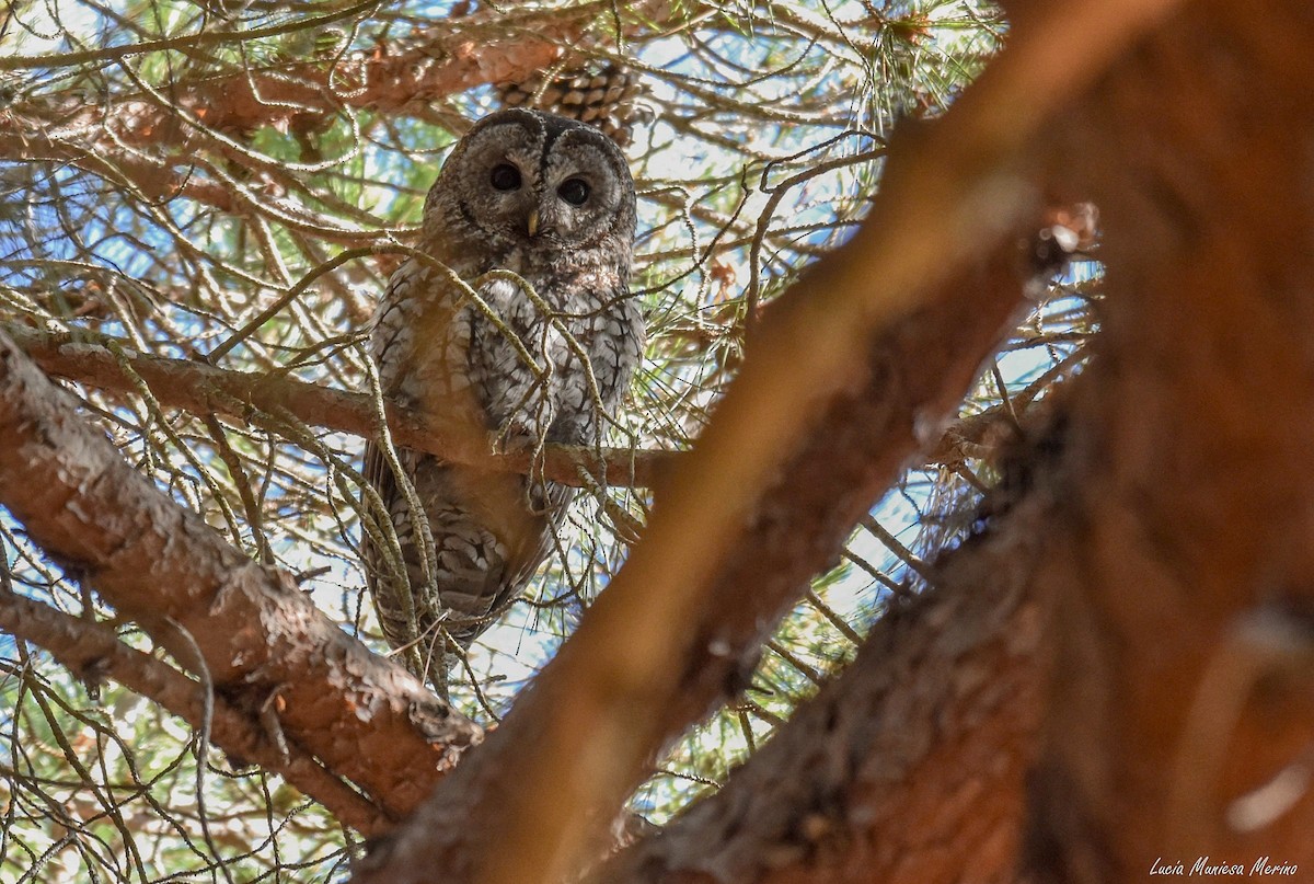 Tawny Owl - ML620754825