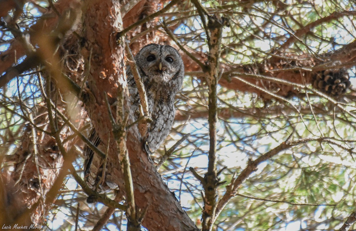 Tawny Owl - ML620754826