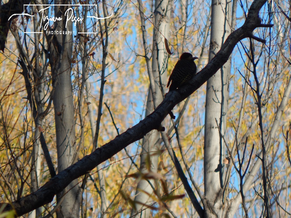 Green-barred Woodpecker - ML620754837