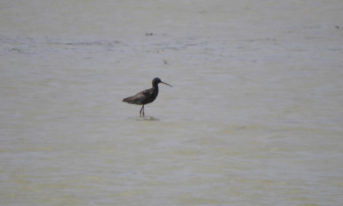 Spotted Redshank - ML620754842