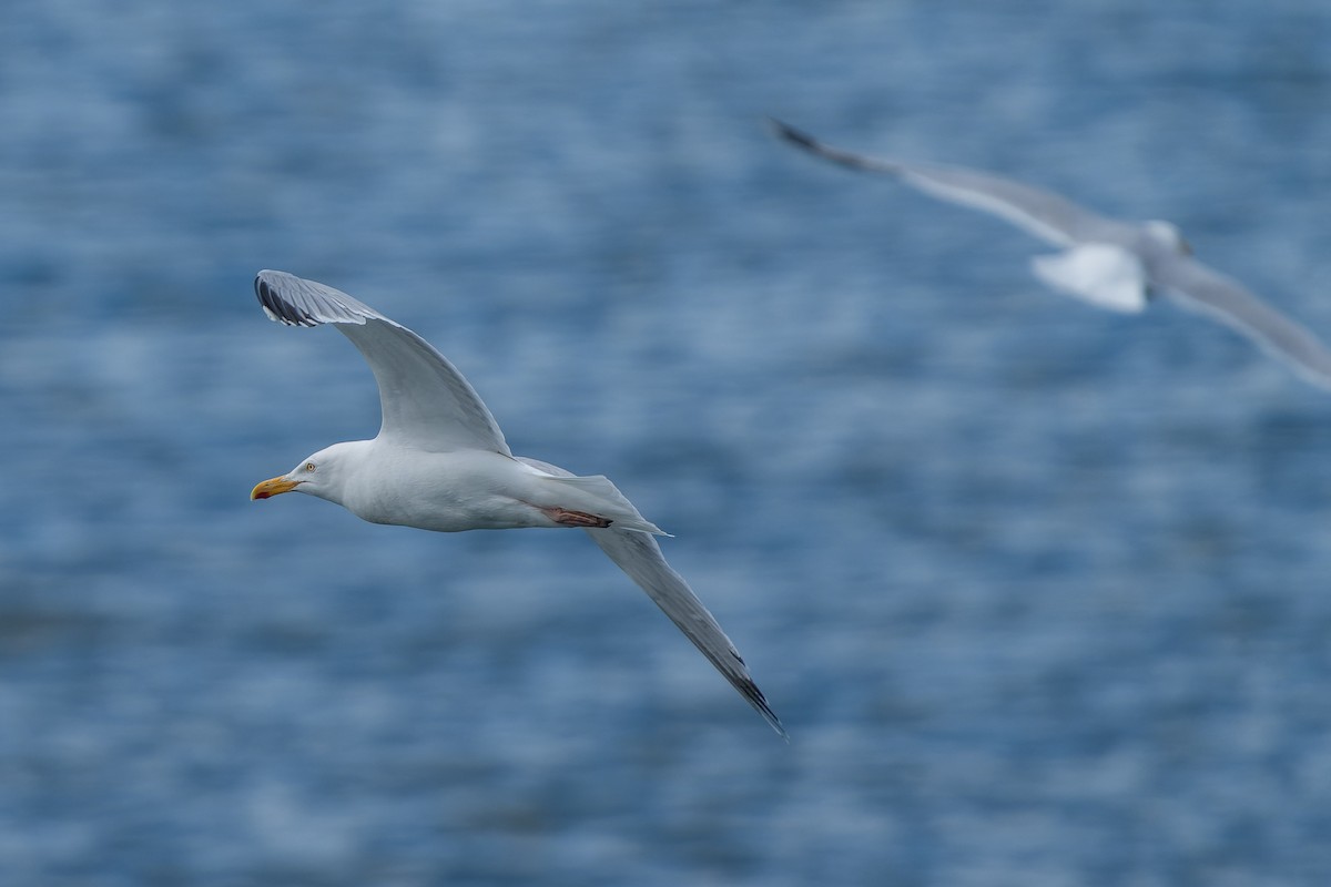 Herring Gull - ML620754866