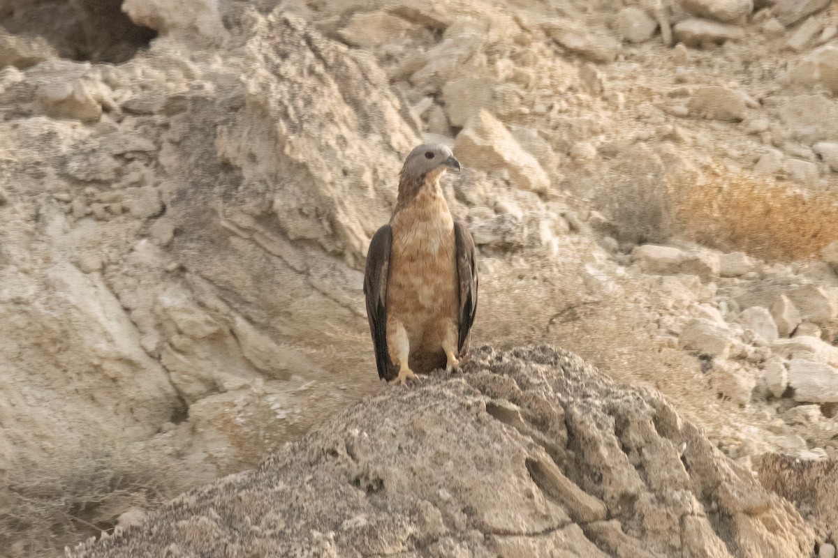 Oriental Honey-buzzard - ML620754870