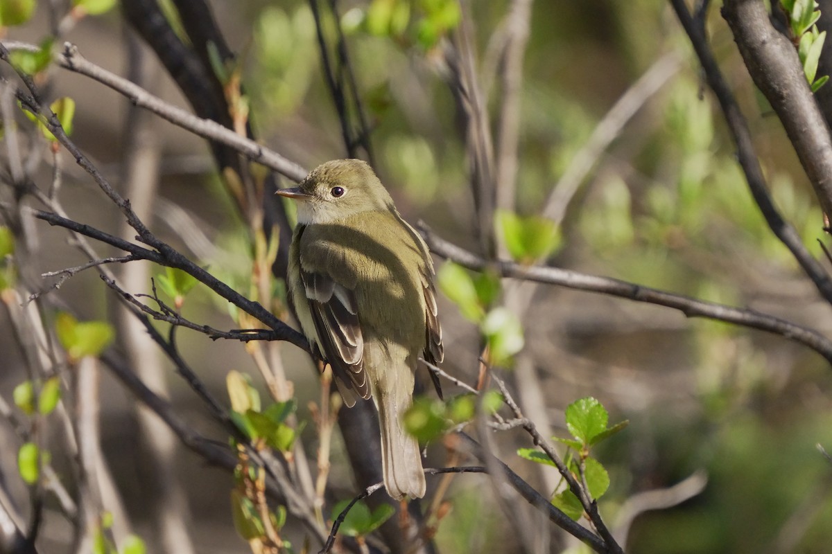 Alder Flycatcher - Judith Hayden