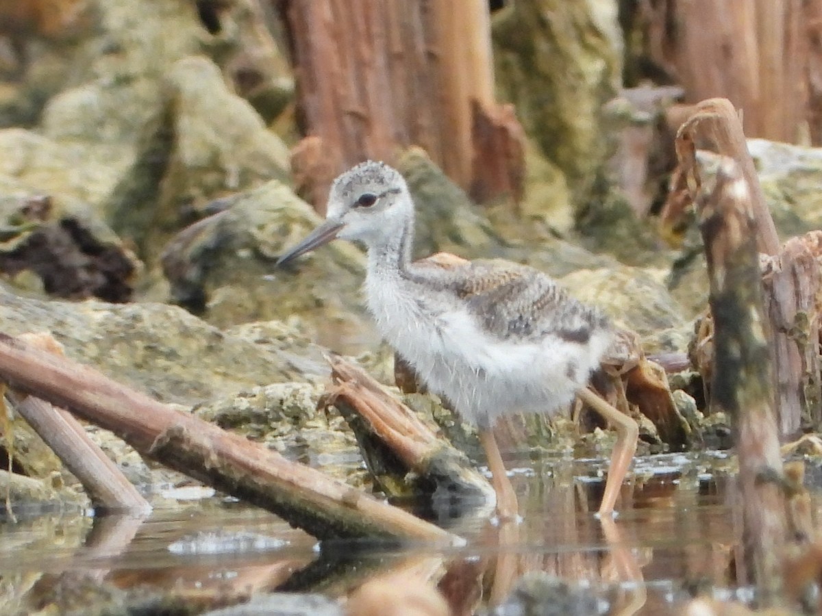 Black-necked Stilt - ML620754917