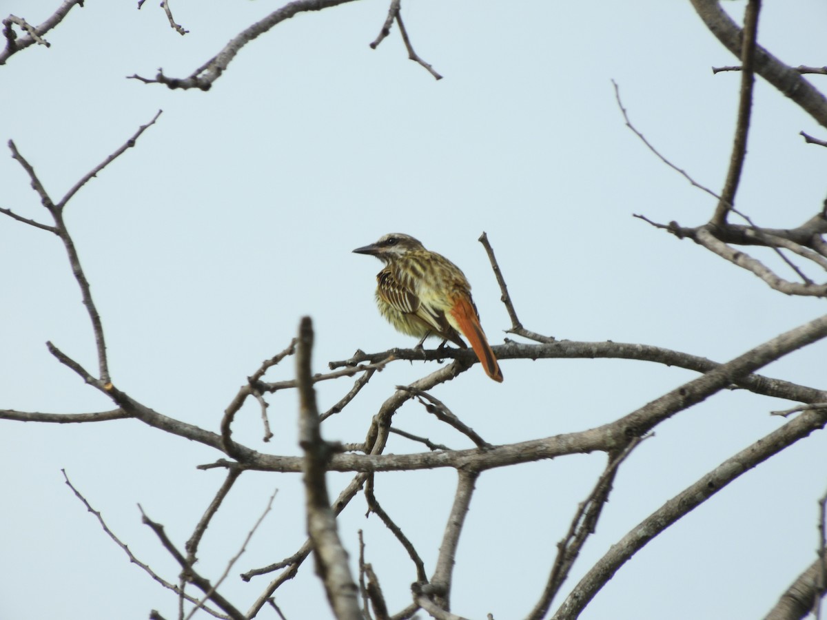 Sulphur-bellied Flycatcher - ML620754921