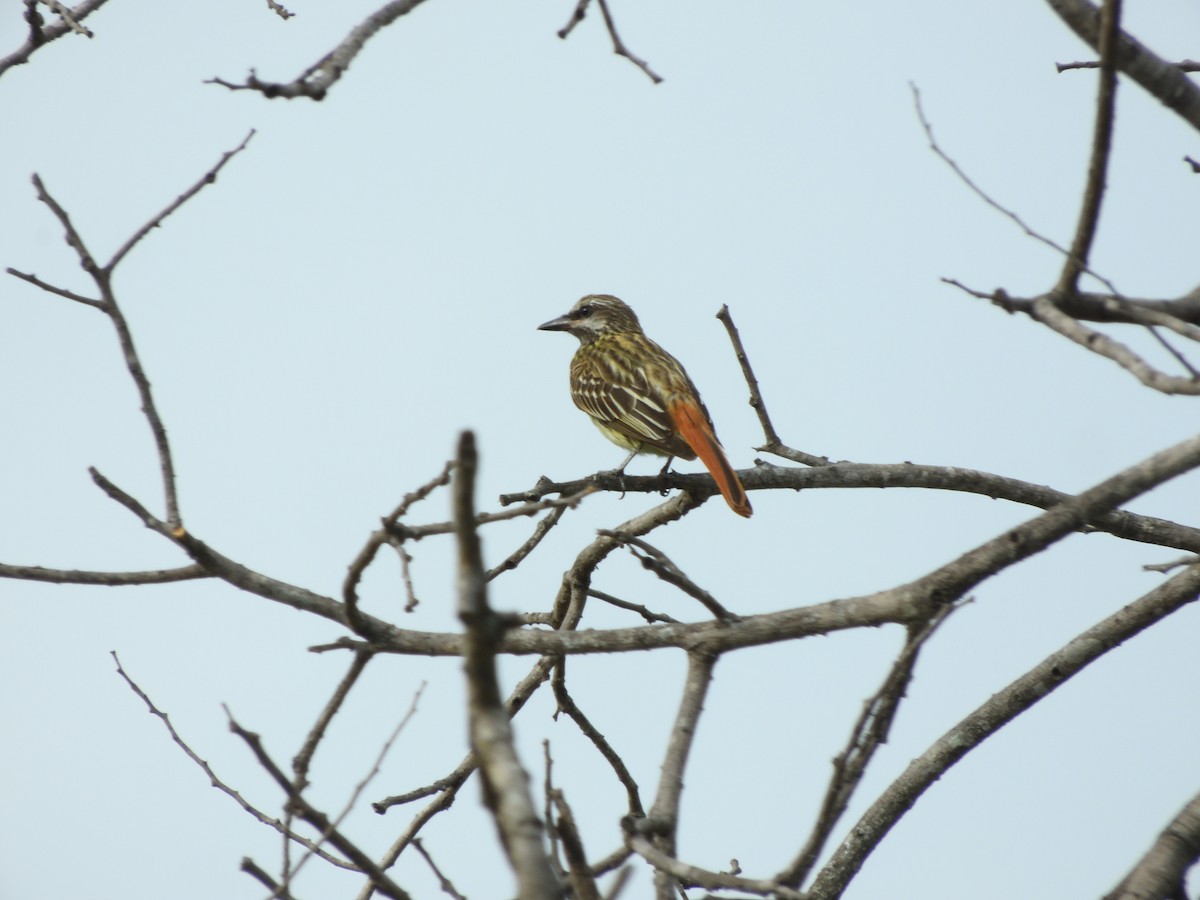 Sulphur-bellied Flycatcher - ML620754922