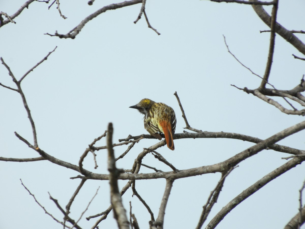 Sulphur-bellied Flycatcher - ML620754923