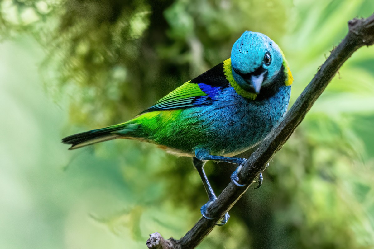 Green-headed Tanager - ML620754927