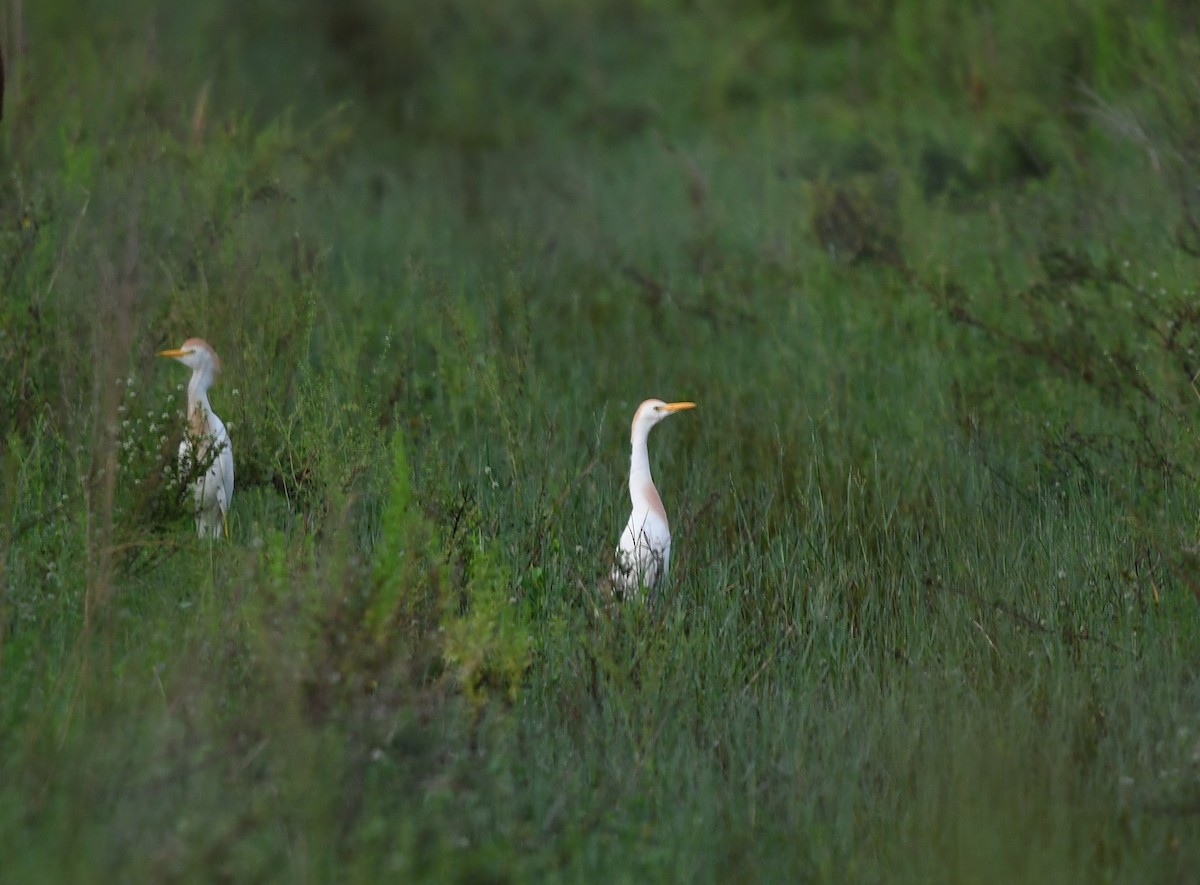 Western Cattle Egret - John Wolaver