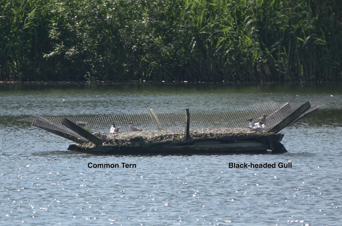 Black-headed Gull - ML620754963