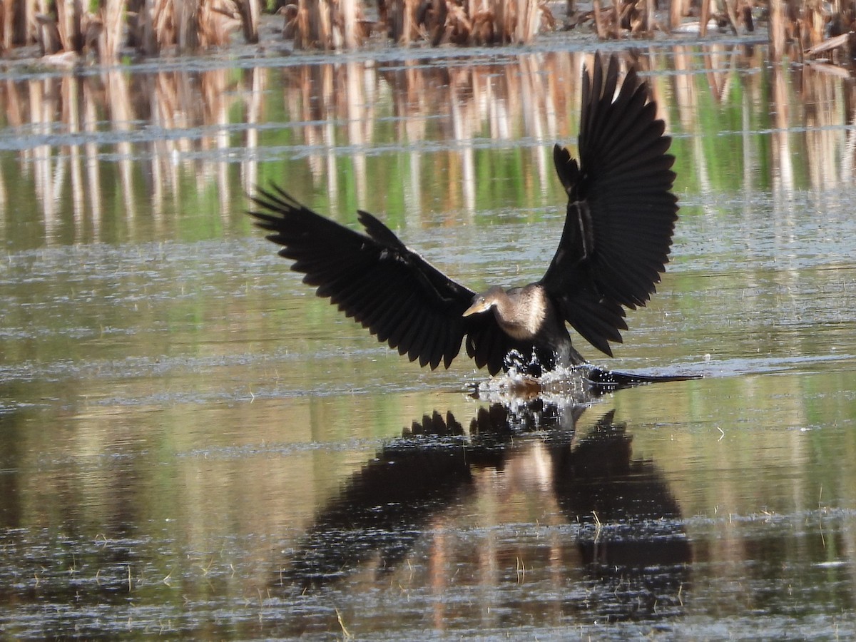 anhinga americká - ML620754965