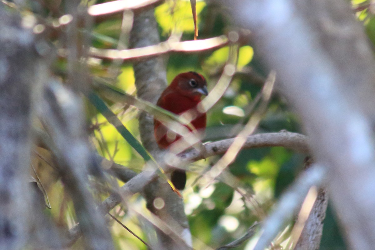 Red-crested Finch - ML620754967