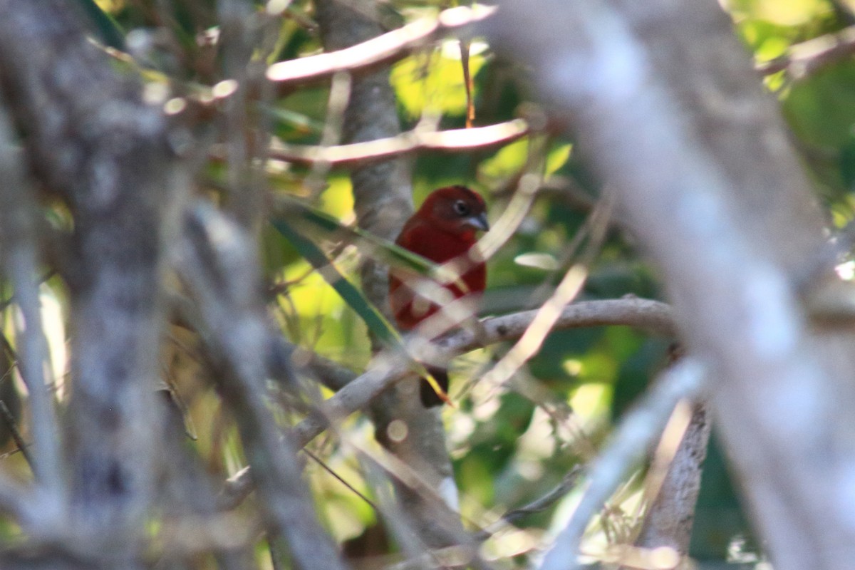 Red-crested Finch - ML620754968