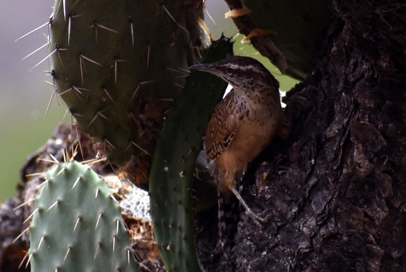 Cactus Wren - ML620754975