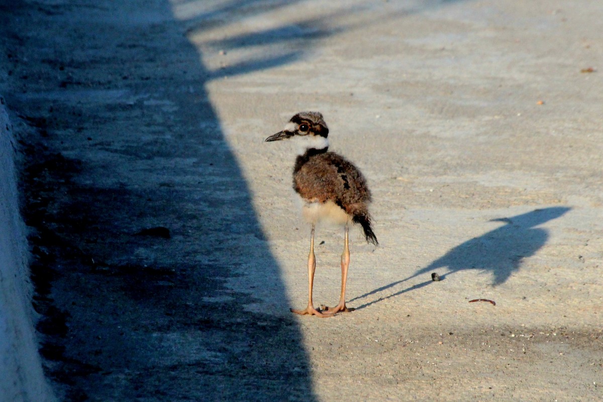 Killdeer - ML620754983