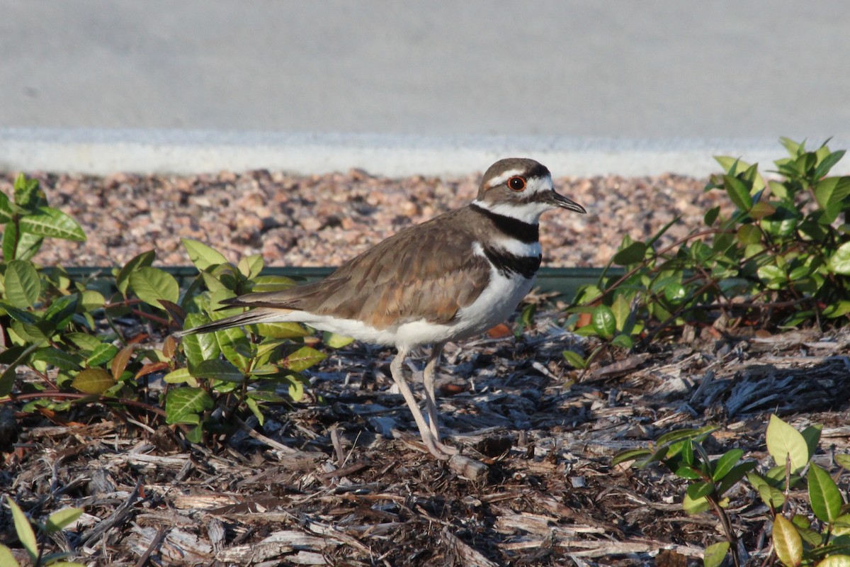 Killdeer - ML620754985