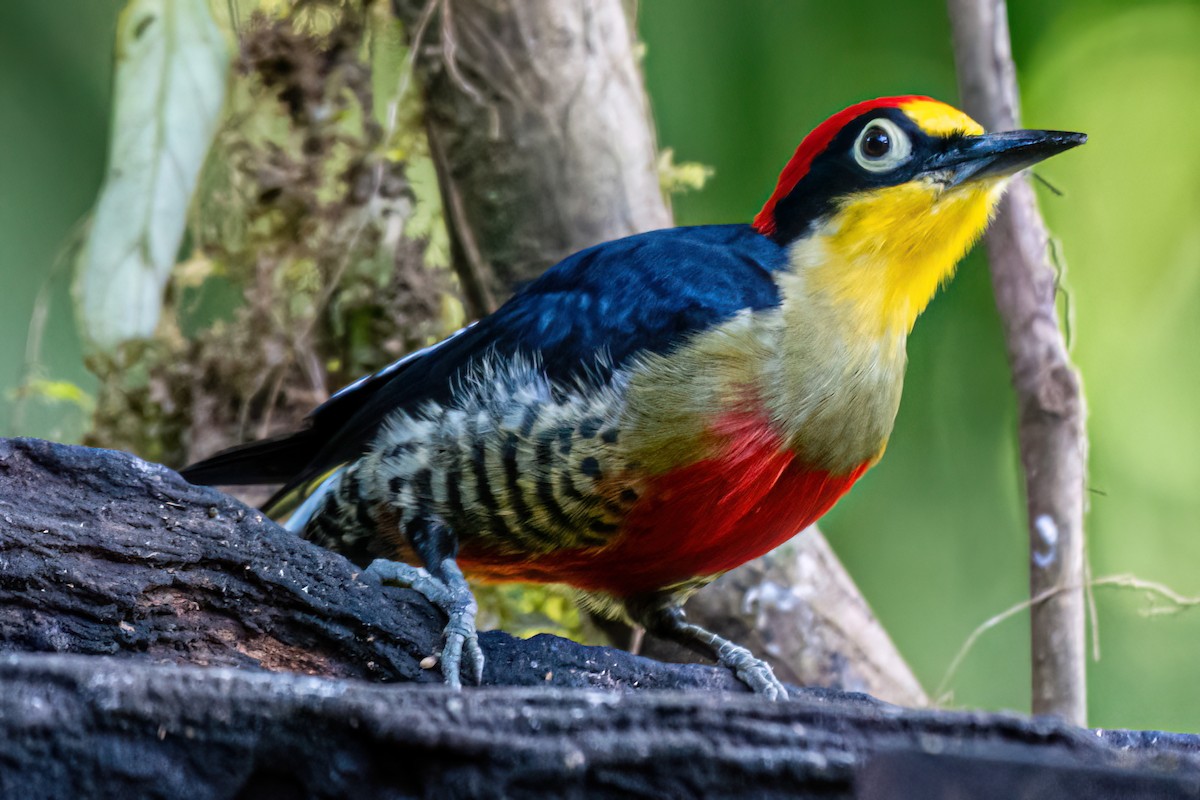 Yellow-fronted Woodpecker - ML620754986