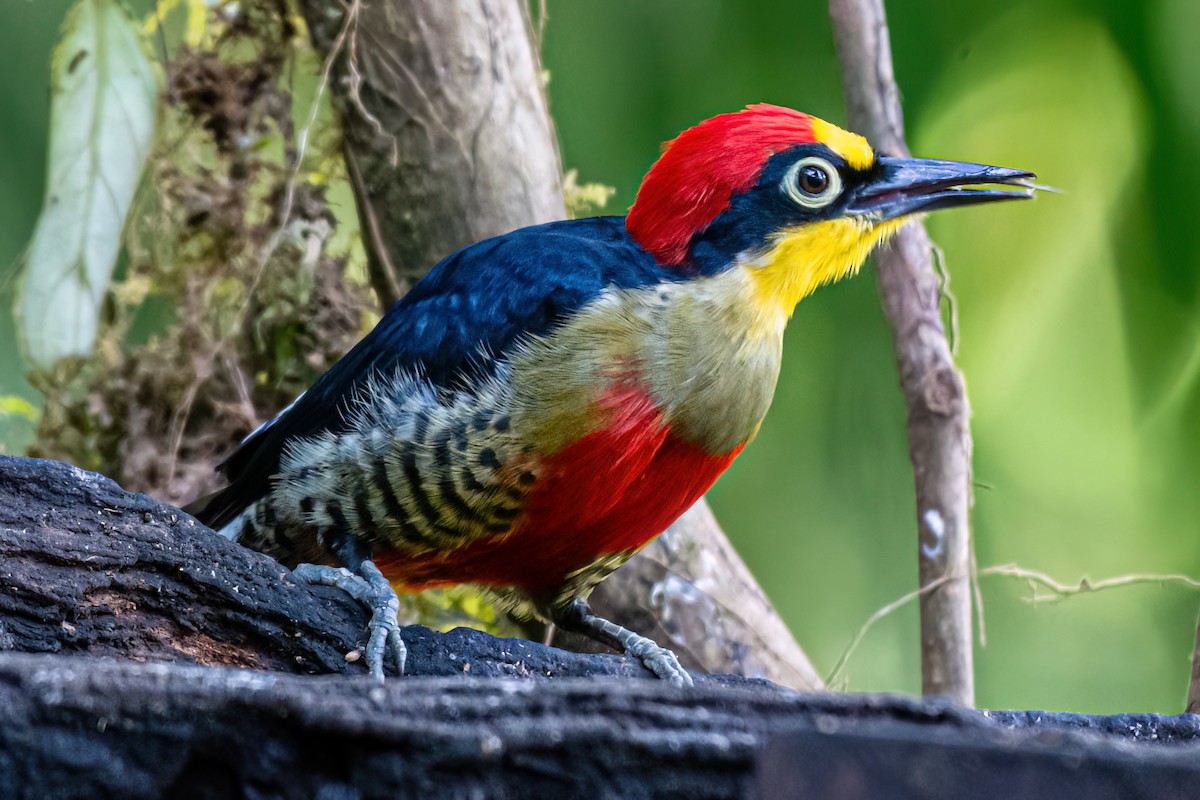 Yellow-fronted Woodpecker - ML620754996