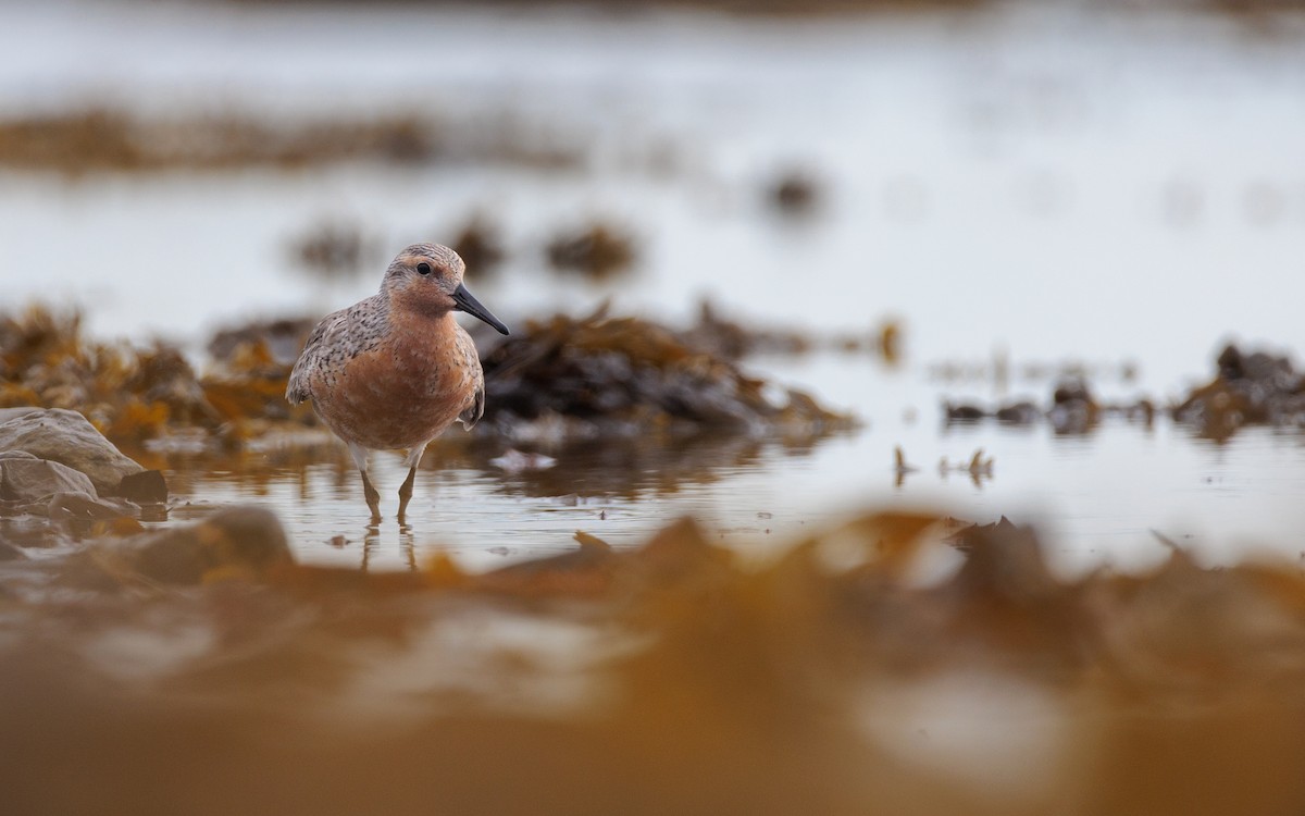 Red Knot - ML620755001