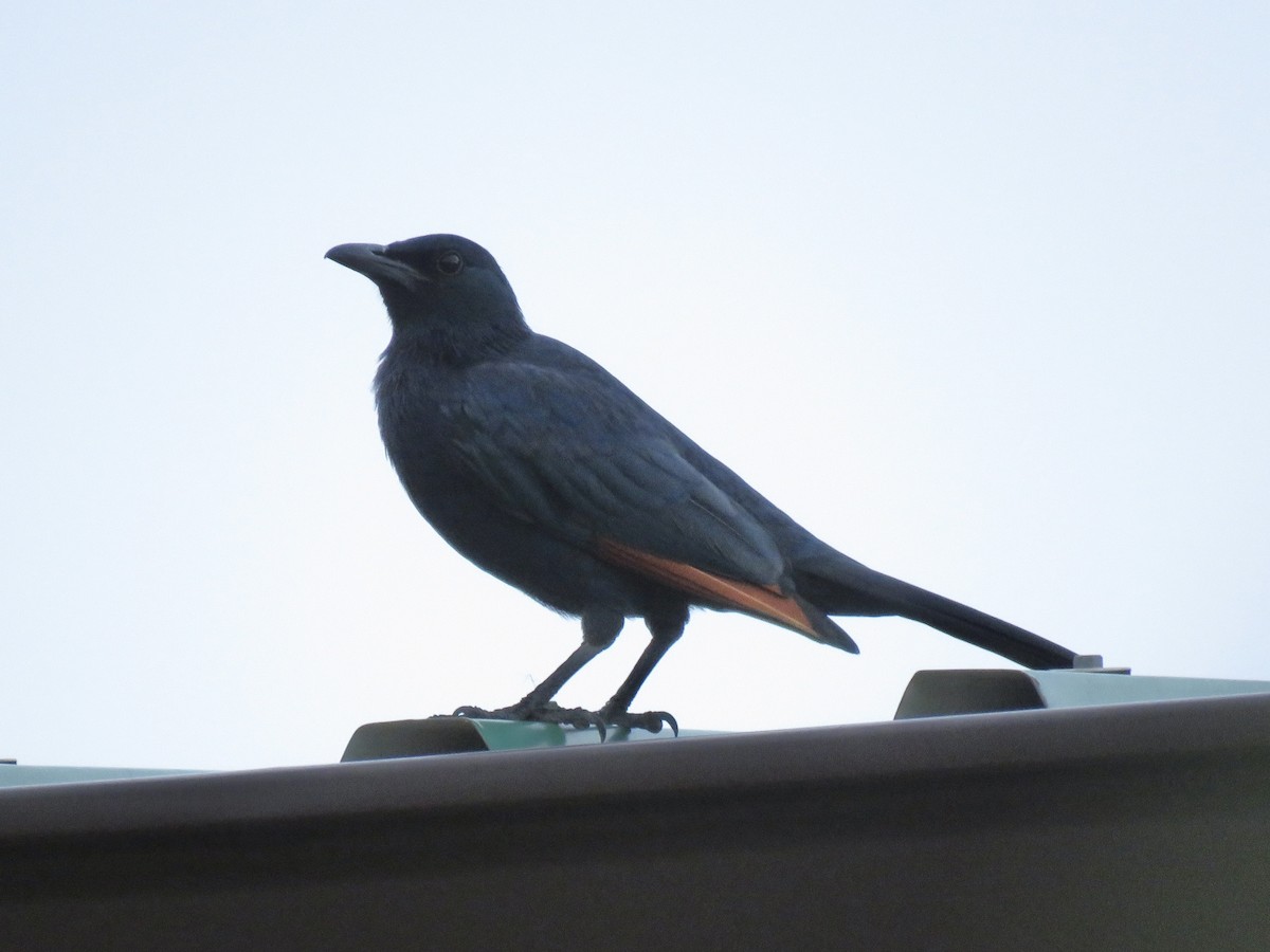 Red-winged Starling - ML620755024