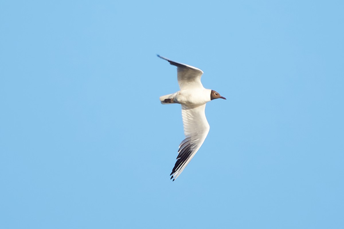 Black-headed Gull - ML620755041