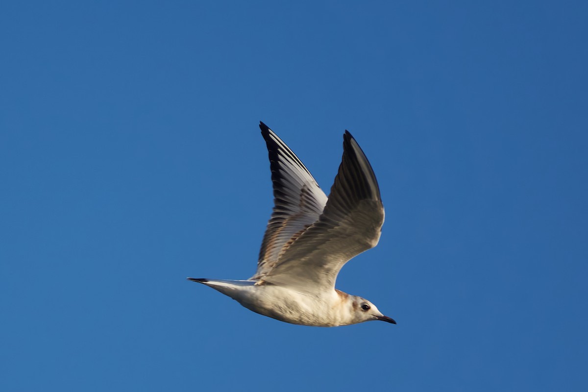 Black-headed Gull - ML620755042