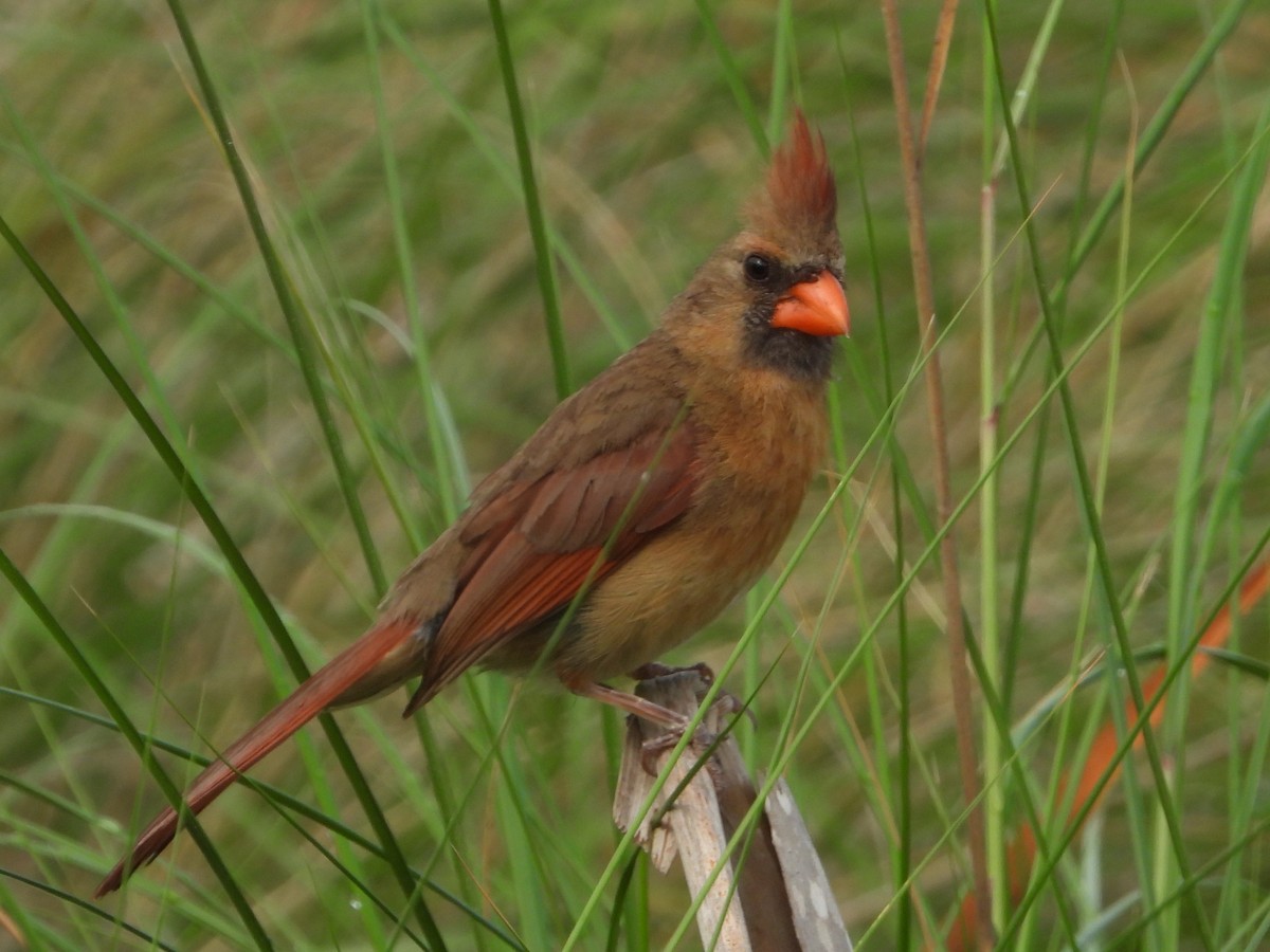 Northern Cardinal - ML620755052